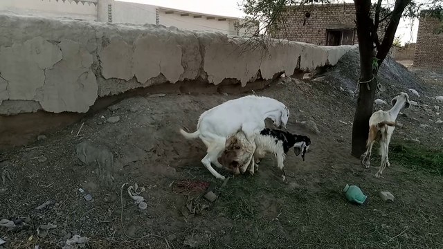 Goat meeting | goat breeding | goat farm in pakistan very munda