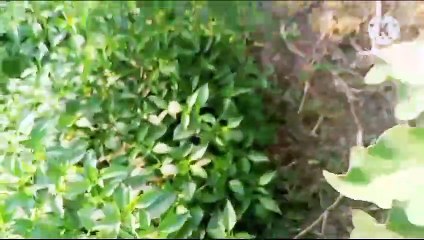 New vlog bakra ka liya chara lena gya