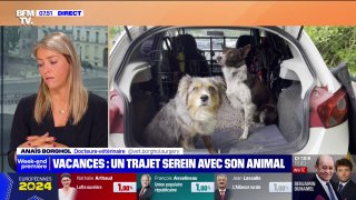 Vacances: les conseils de cette vétérinaire pour faire passer un bon trajet à vos animaux