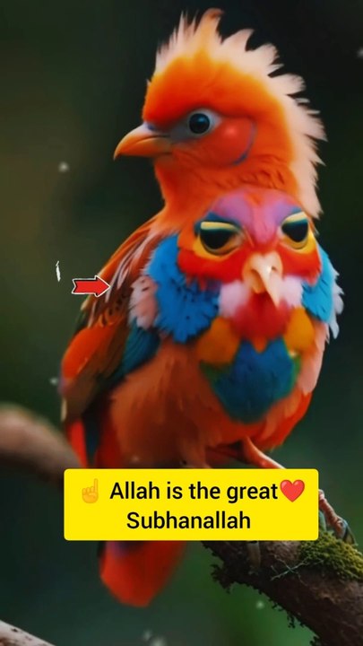 Allah is the great Subhanallah