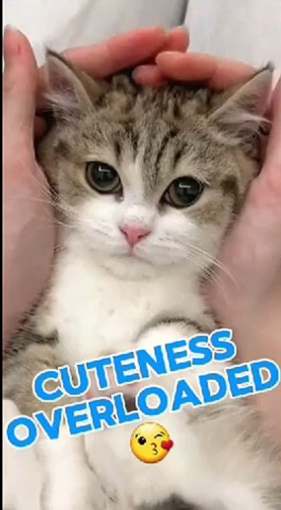 Cuteness overloaded