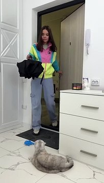 There was no trace of Sonya's pranks #cat #cats