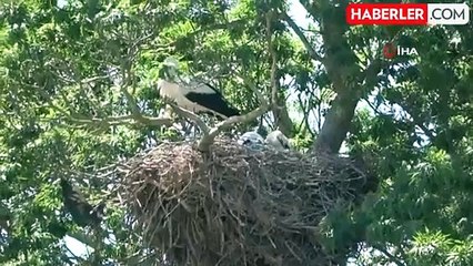 Leylek Ormanı'nın sakinleri yavrularını büyütüyor