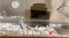 ハムスターをお迎えしました
