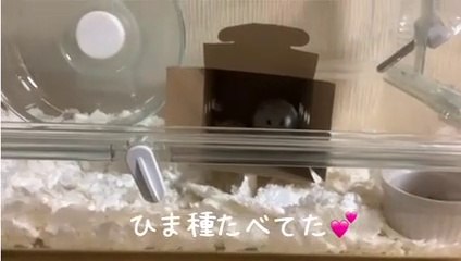 ハムスターをお迎えしました