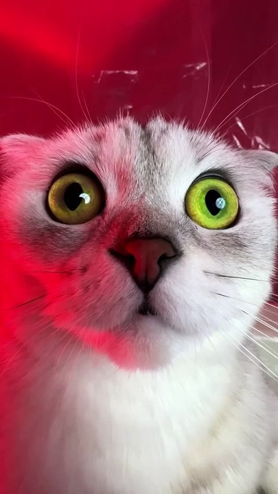 Nightmares  That`s why cats don`t like combs