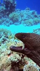 Marine Animal - Spectacular ocean wonders