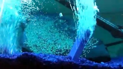 Celal Şengör - Tesadüf