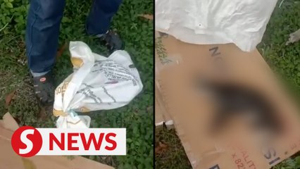 Man arrested in connection with cat cruelty case in Jelutong