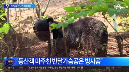 지리산 탐방로에서 반달가슴곰 목격…대처법은?