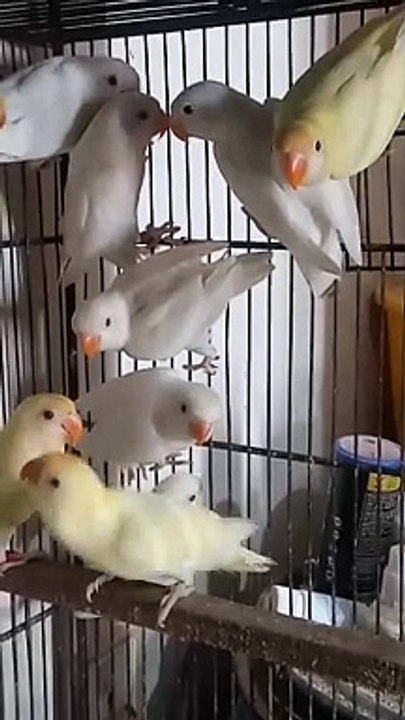 Lovebirds / lotion/ birds/albinoredeys