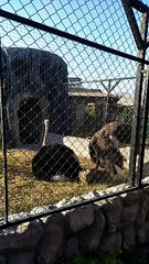 ostrich couple #shorts #viral #trending #foryou #tiktok #delicious #gaming #reels#dailymotion #France #Pakistan #Algeria #India #USA #Iran #entertainment #tour #fun