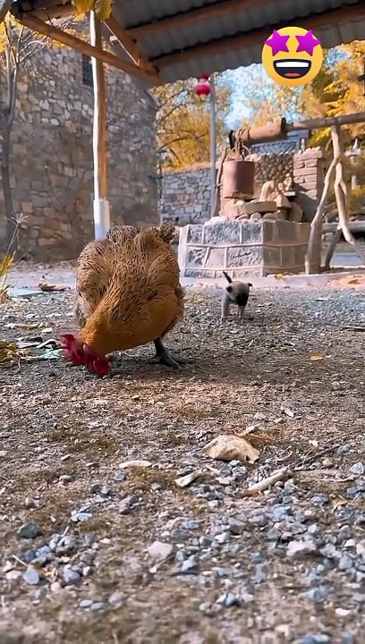 Funny animals| video animals|comedy|animals sound|animals action