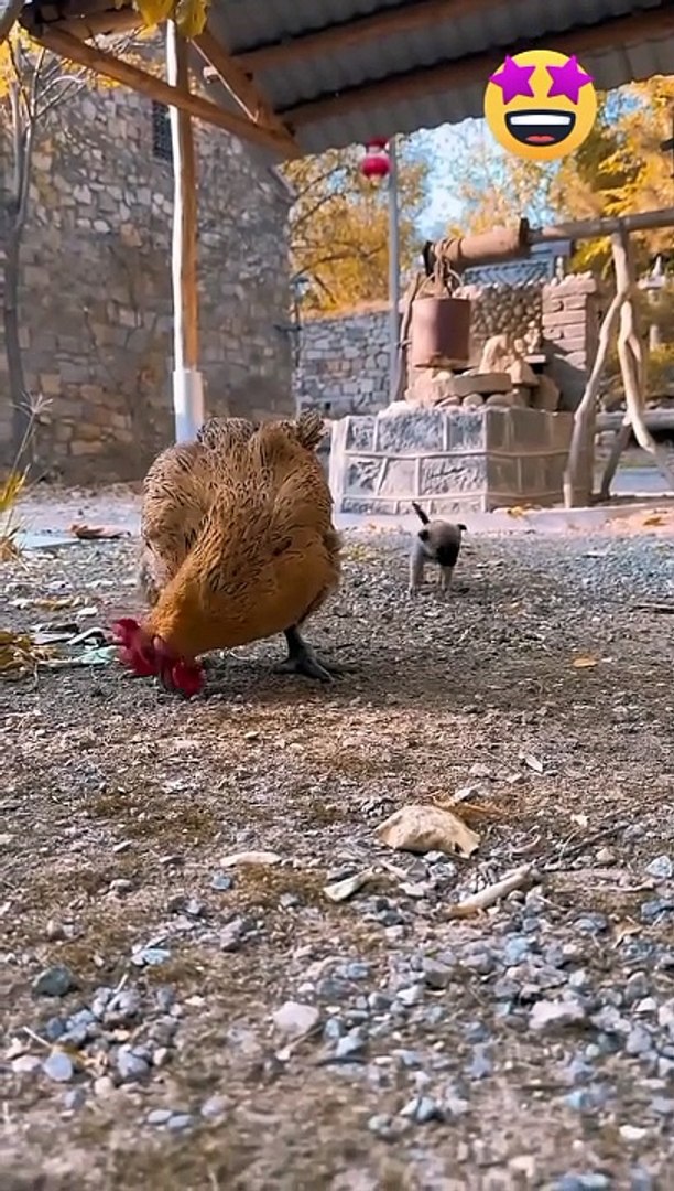 ⁣Funny animals| video animals|comedy|animals sound|animals action