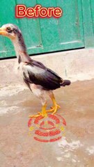 Black Baby Aseel Growing Stage  Part 1 #shorts #shortfeed #foryou