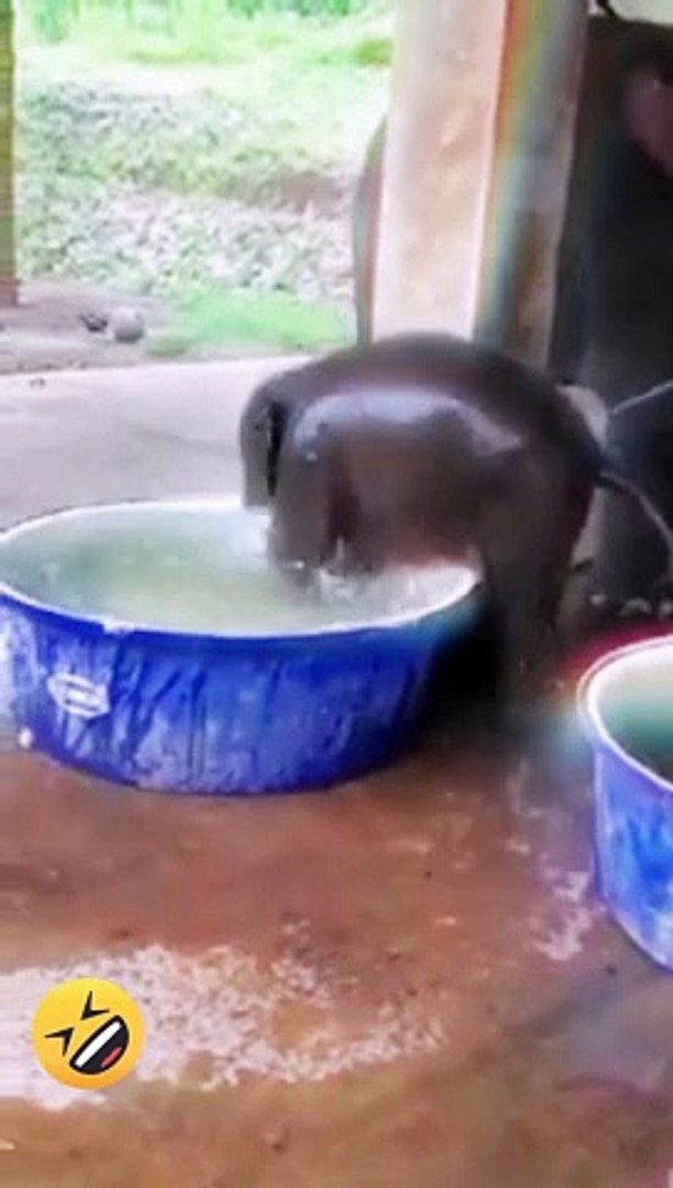 ⁣Funny animals*funny animals video*animals video*comedy*funny