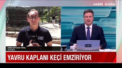 Tải video: Anne keçiden büyük fedakarlık: Terk edilen yavru kaplandan sütünü esirgemedi