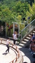 Parrot Flying and talking video. Beautiful parrot video.