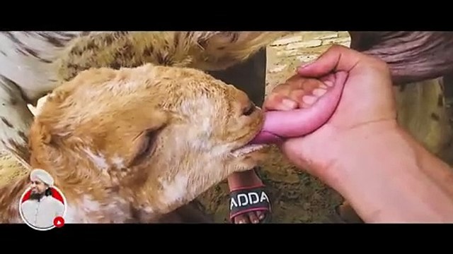 Kids and Animals 2024 Vlog - Mufti Tariq Masood