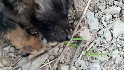 Small doggy videos #dogvideo#funnyvideo
