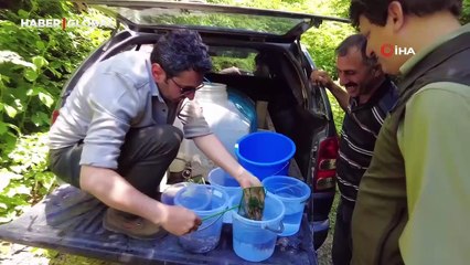 Nesilleri tehlike altındaydı: Bursa'da 12 bin adet yavru alabalık salımı