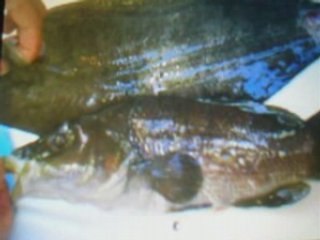 péche sous marine à st florent 2