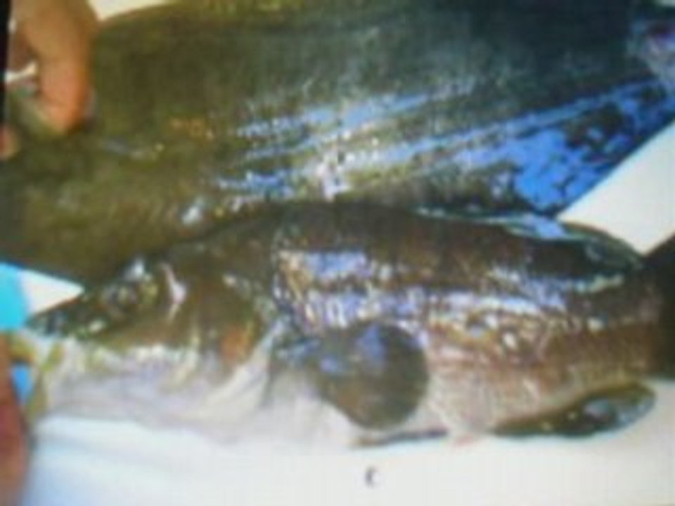 péche sous marine à st florent 2