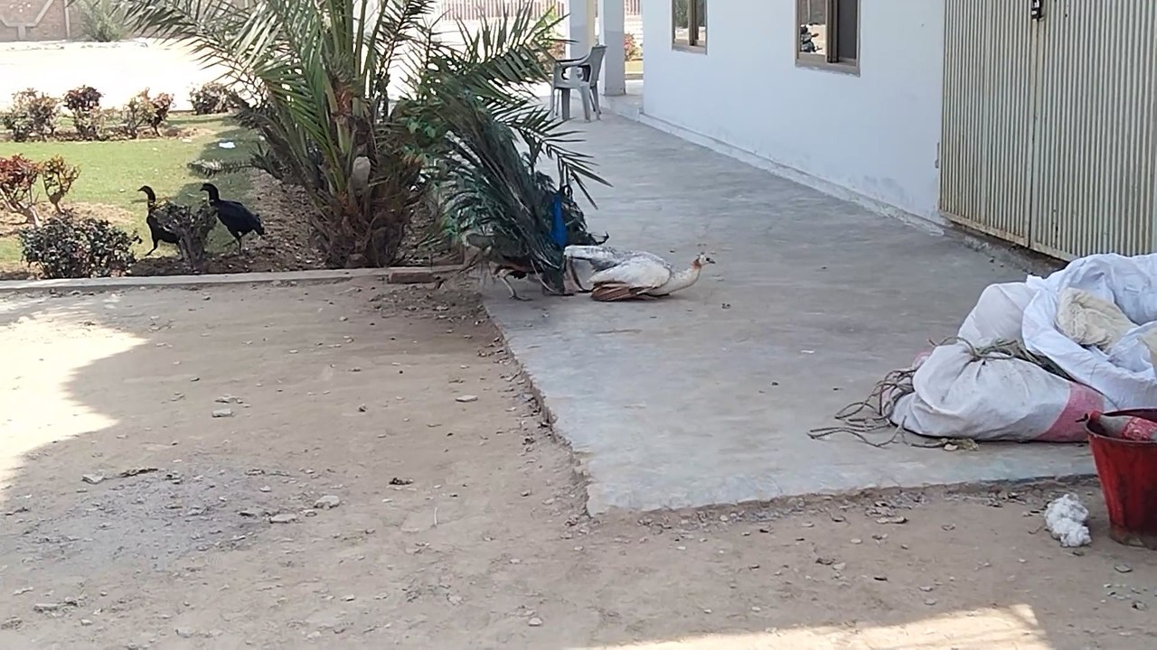تزاوج الطاووس تزاوج مربي زوج ما شاء الله