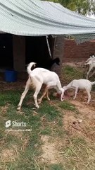 season 2023#goathusbandry#shorts#shortsviral#shortsvideo#goatfarmer#goat#goatfarming#reels#2022#2021
