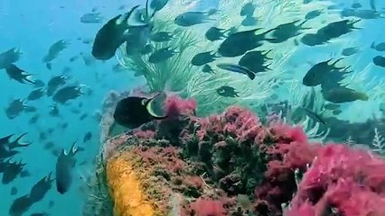 Stuck fishing nets recovered from Khor Fakkan