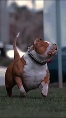 Original Blood line Pitbull wow #pitbull #pitbullsong