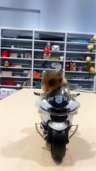 Mouse Riding a Motorcycle | EPIC Fails & Funny Moments