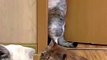 Funny Cats #viralvideos #viralshorts #trendingvideos