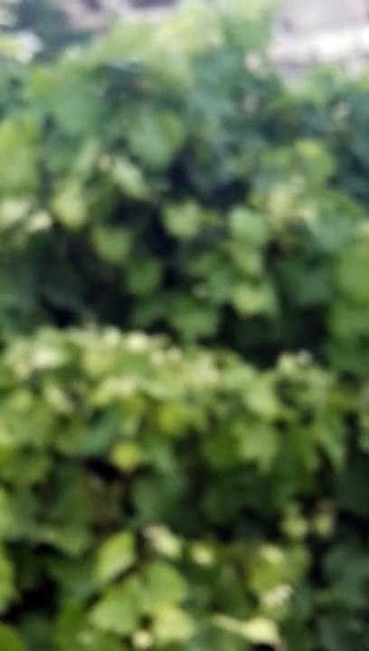 Are U. Love. Greenery?