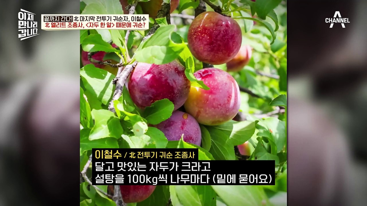 북한에서 특급 대우 받던 엘리트 조종사 이철수, 'OO' 한 알 때문에 목숨을 건 귀...