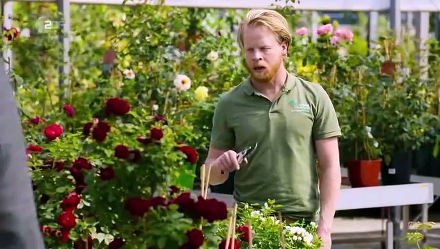 Die Rosenheim-Cops Staffel 20 Folge 09 (465) Grün ist der Tod