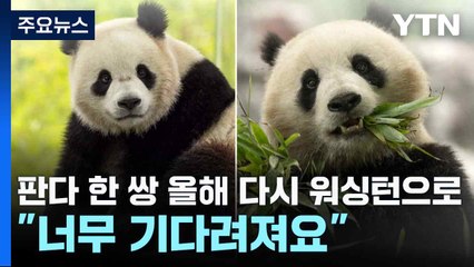 판다 한 쌍 올해 워싱턴에 돌아온다..."너무 기다려져요" / YTN