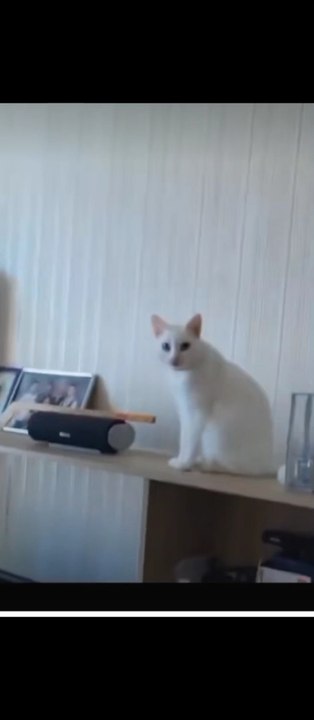 Funniest Cats and Dogs | funny Animal Videos #5