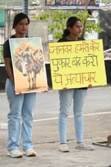 पशुओं के सम्मान में वीगंस ऑफ छत्तीसगढ़ ने दी श्रद्धांजलि