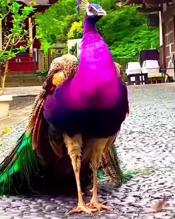 peacocks