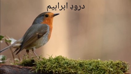 Daro de Ibrahim || most beautiful voice ||Islamic world share please