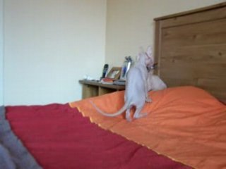 chatons sphynx 2007