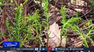 A very small fern plant breaks record for the biggest DNA