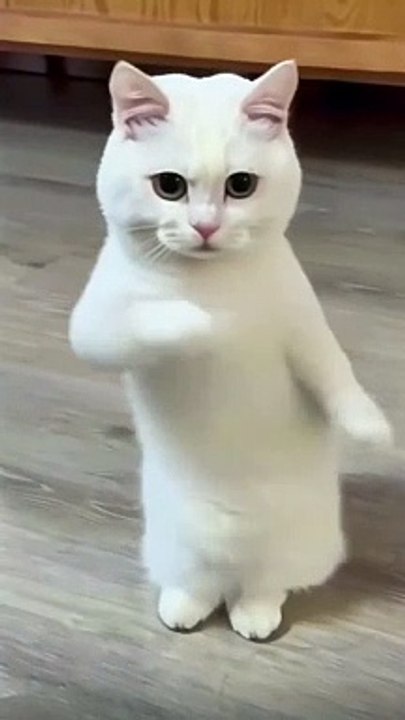 Funny cat dance