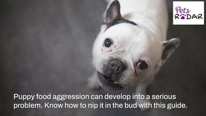 Tips On Stopping Food Aggression In Puppies