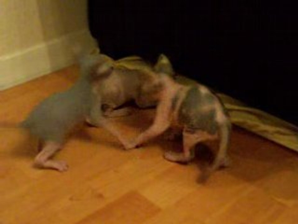 chatons sphynx 2007