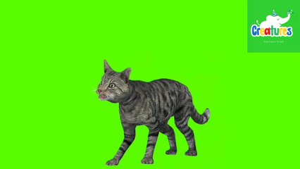 Whiskers in Wonderland Green Screen Cat Adventure