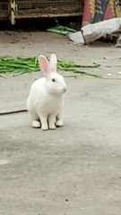 Lovely and cute Rabbits 