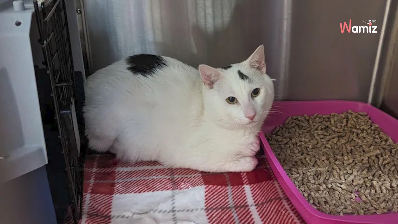 Nach einem ungeheuerlichen Vorfall mit einer Katze, suchen Tierschützer nun nach Zeugen