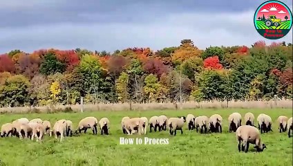 Effective Techniques for Raising Young Sheep for Wool Production